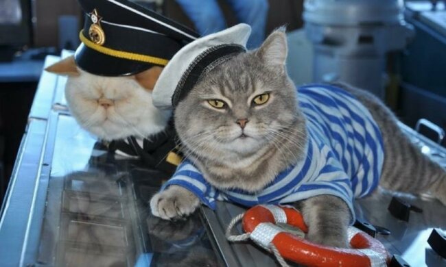 Коти-моряки стали зірками Facebook