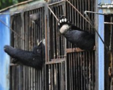 Зупиніть цей концтабір: циркачі кинули тварину замерзати в снігу