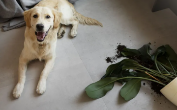 Комнатные растения и собаки