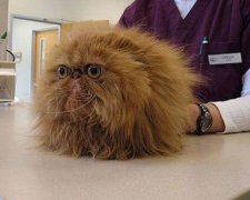 Коты, которые боятся ветеринаров
