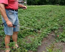 Колорадський жук на картоплі, кадр з відео