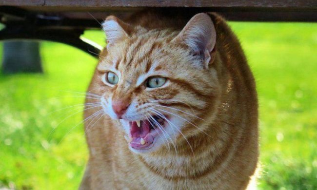 5 простих порад, як вести себе зі злими людьми