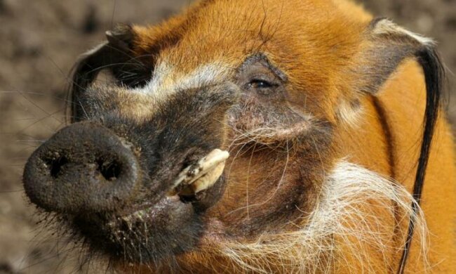 NVIDIA підклала свиню майнерам