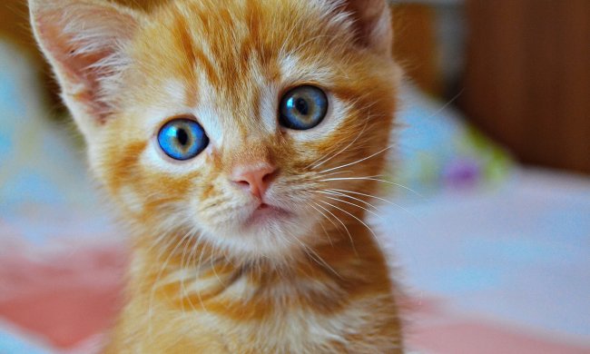 В Днепре живодер проводил "опыты" прямо на детской площадке: отрезал лапки одну за другой