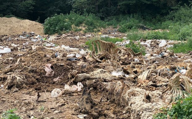 Мертві тушки худоби / фото: Полтавська Думка