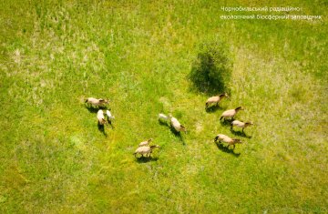 Кони Пржевальского в Чернобыльском заповеднике, фото: Facebook