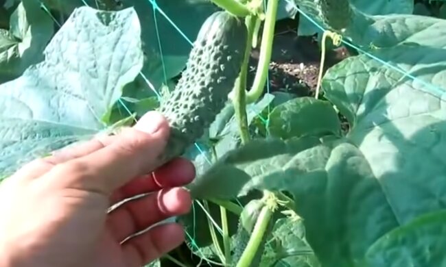 Вирощування огірків, Щоденник дачника / Телеграм