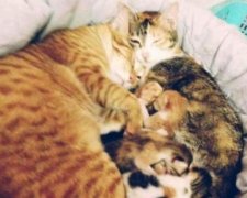 У В'єтнамі знайшли найдбайливішого кота-батька
