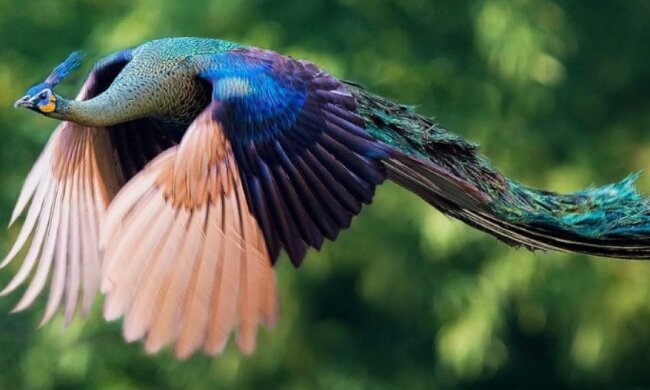 Как грациозно взлетают павлины