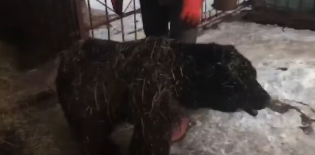 Зооволонтеры обвиняют приют в сокрытии гибели медведя, скриншот