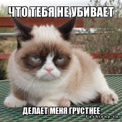 В Сети вспоминают лучшие мемы с Grumpy Cat