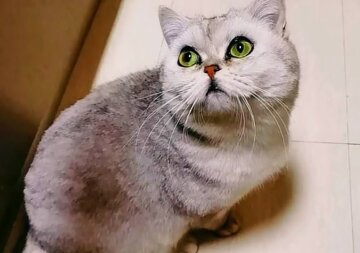 Кошка в Ухани, фото: Соцсети