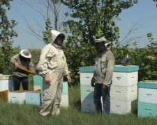 Під Тернополем розлючені бджоли відправили чоловіка в реанімацію