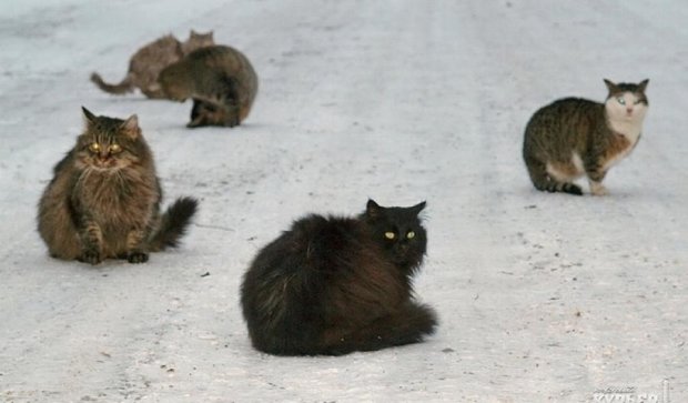 Одеські коти з голоду перекривають дороги (фото)