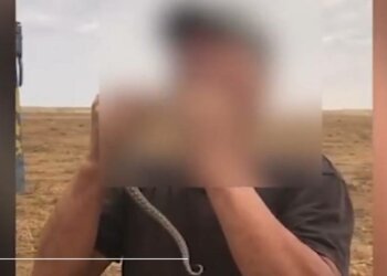 Помер від укусу, фото: скріншот з відео