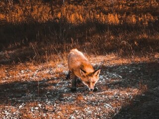 Львовщину атаковали лисы, иллюстративное фото