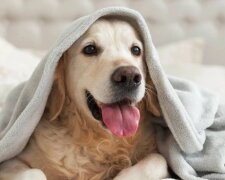 Одеяло, собака, изображение из свободных источников