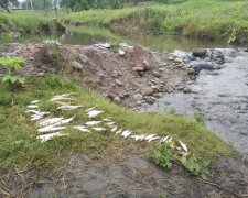 На Франковщине пруды превратились в душегубку для рыб - брюхом кверху, рыбаки в ужасе