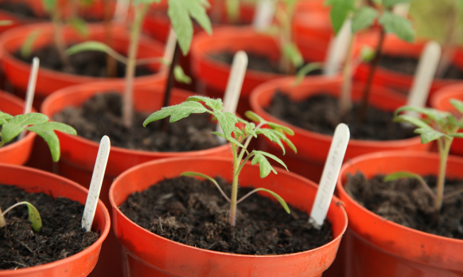 Помідори на розсаду, скріншот: YouTube