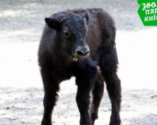 В Киевском зоопарке родился як