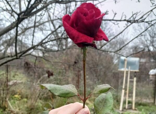 Троянди, фото: голос Карпат