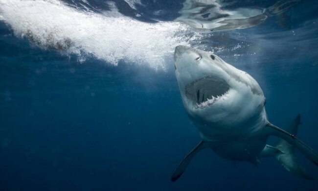 6 интересных фактов об акулах, которые вы не знали (видео)