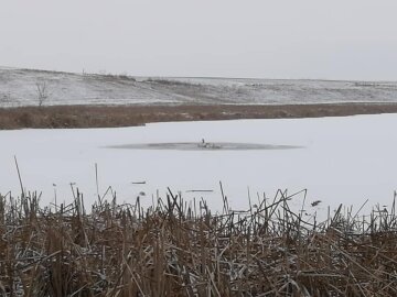 Лебеди остались зимовать на озере, фото с фейсбук