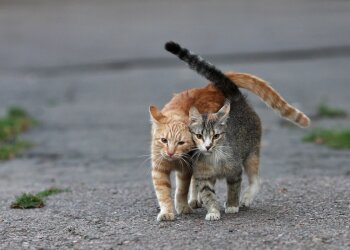 Беспризорные животные погибают из-за действий коммунальщиков: тысячи кошек загнали в ловушки