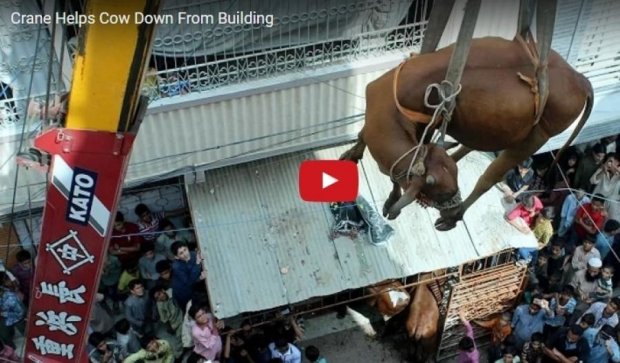 Корова прожила четыре года на крыше многоэтажки