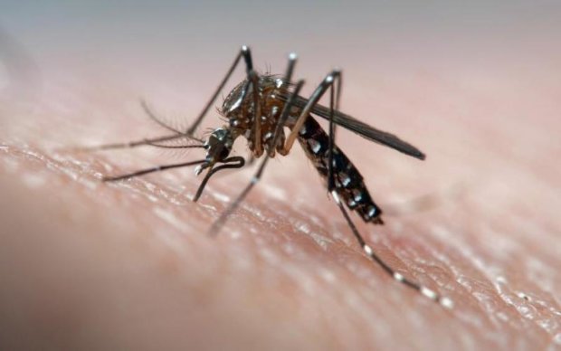 Украину заполонили смертоносные комары: как защититься