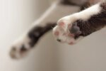 Кошачьи лапки. Фото Pexels