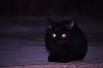 Кошка в темноте