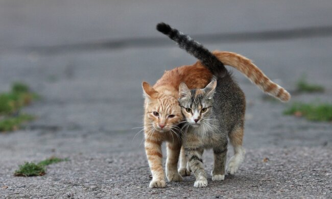 Вуличні коти. Фото з відкритих джерел