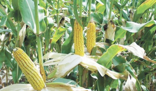 Урожай кукурузы в Украине составит около 23 млн тонн – Гидрометцентр