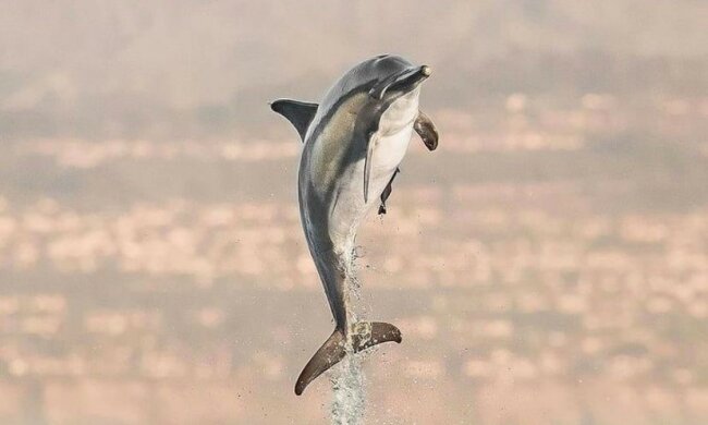 дельфин, автор фото: Delaney Trowbridge