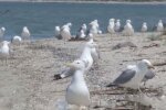 Азовське море заполонили тисячі чайок, такого не було чверть століття - природа очистилася на карантині