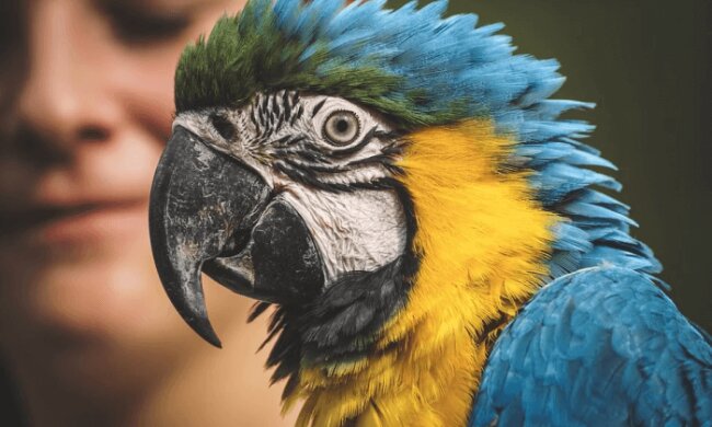 Такие умные и разговорчивые попугаи - фото pixabay