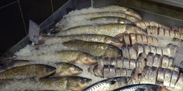 Риба в магазині: фото скрін Ютуб