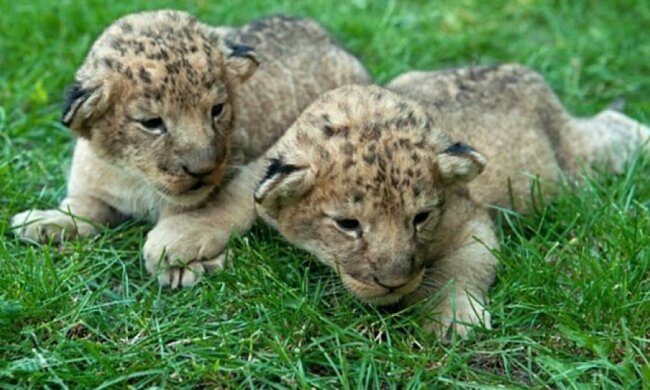 Запорізькі левенята поїдуть до Тбілісі