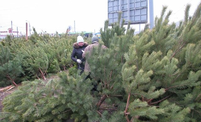 Новий рік на носі: закарпатцям пояснили, як не купити ялинку втридорога