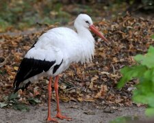 В киевском зоопарке устроили зоо-Хеллоуин – "Не страшно, а вкусно!"