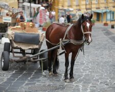 На Львівщині коні влаштували криваве раллі з людьми: спрацював тваринний інстинкт