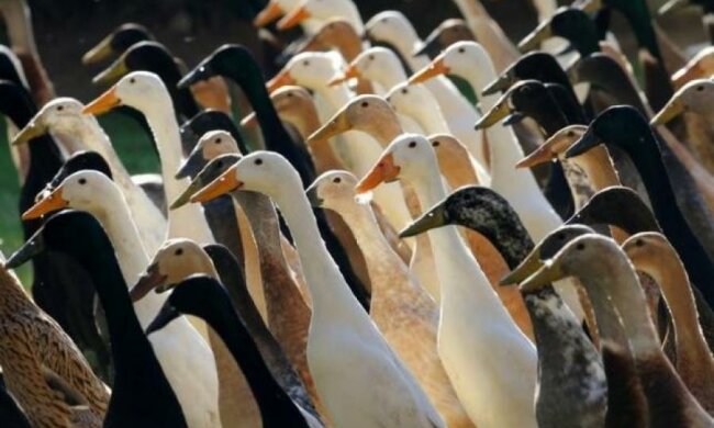 Армія качок охороняє виноградники від равликів 