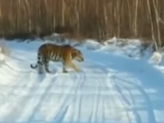 Тигр, кадр из видео