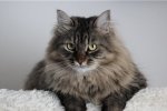 Нейромережа навчилася оживляти малюнки