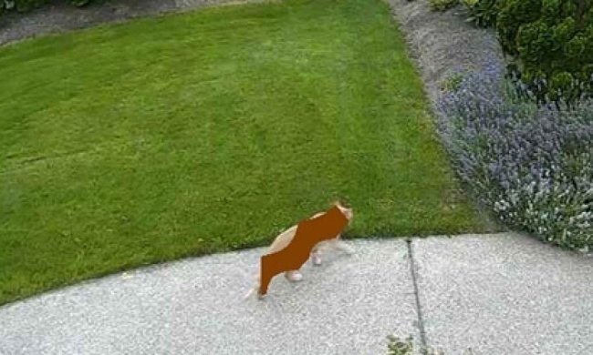 Nvidia відучить котів мітити територію