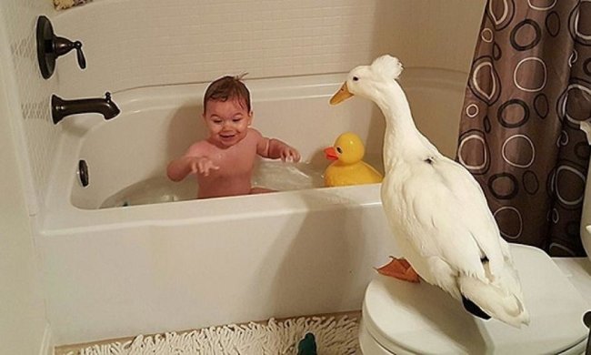 Качка-охоронець для малюка (фото)