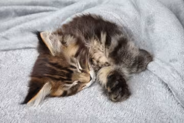 кошка