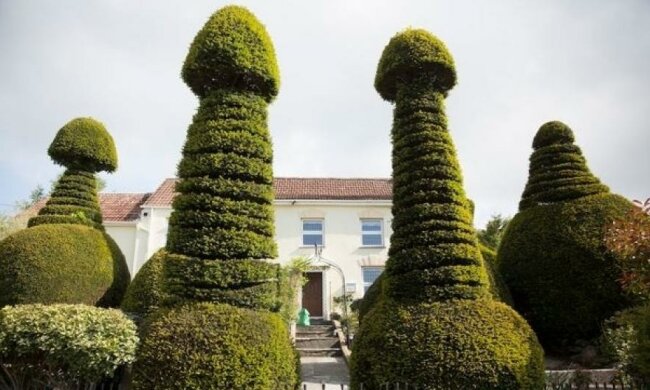Дедушка вырастил живую ограду вокруг дома в виде пенисов