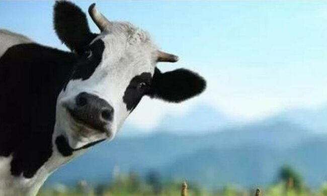 Російська корова "підкорила" п'ятий поверх будинку